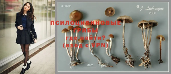 крисы Алзамай